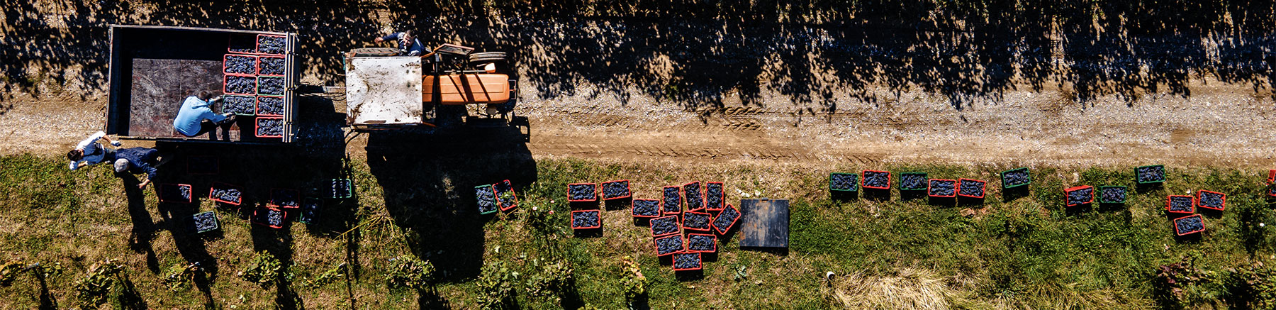 Vicenza Padova Rovigo Chioggia Treviso Furgoni Per Vendemmia