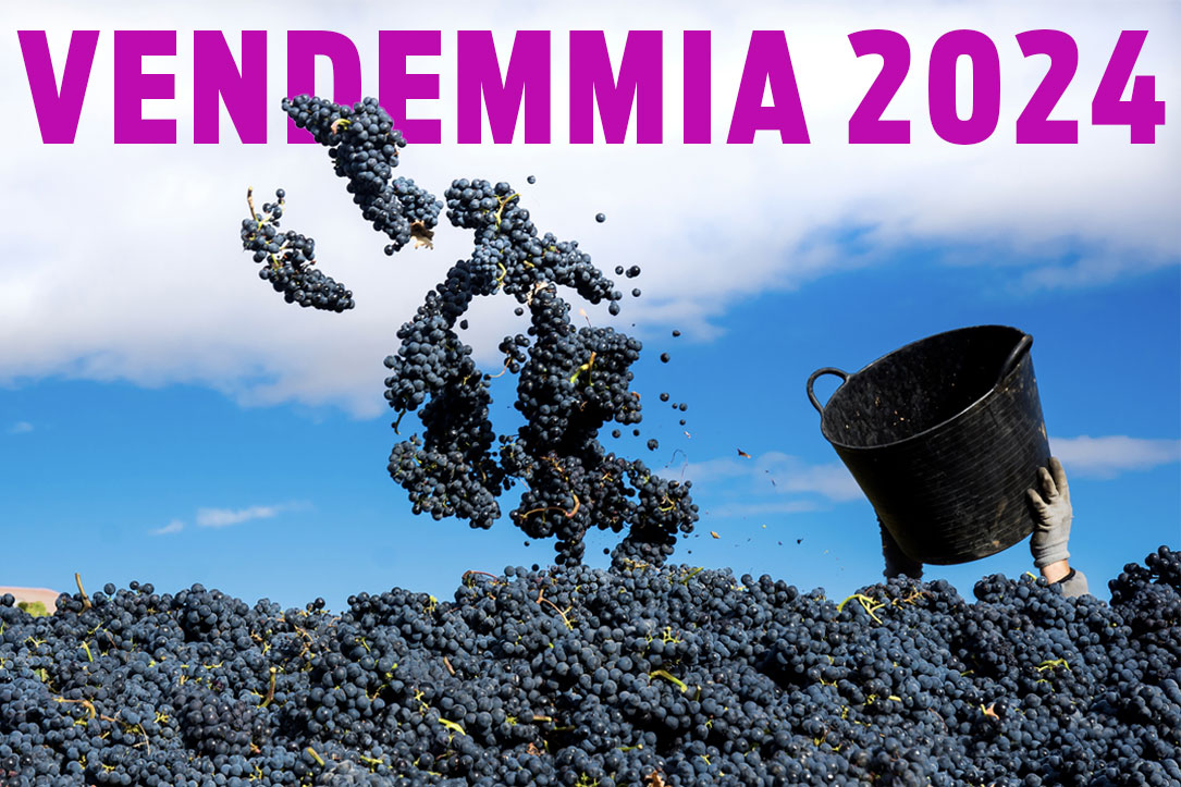 VENDEMMIA 2024 NOLEGGIO FURGONI PER VENDEMMIA